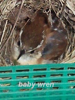 Baby Wren