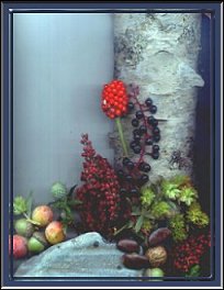 Birch and Berries