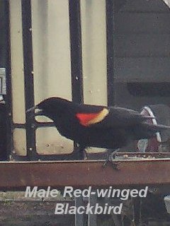 male redwing
